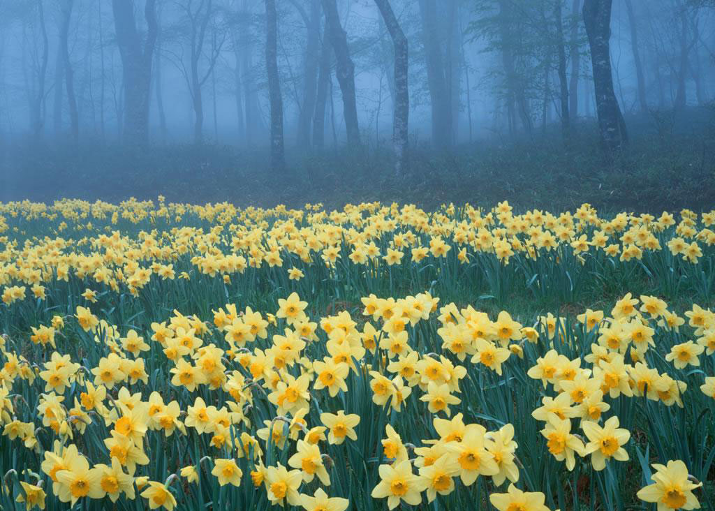 雾蒙蒙自然风景